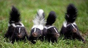 These are not the skunks that participate in the annual Intruder Games. *Those* skunks are much more ... not cute.