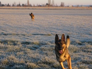 07-01-27_running dogs