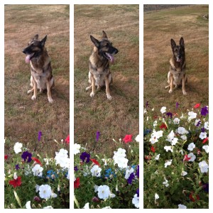 Farm Dog