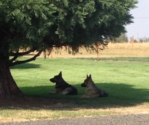 Hairy Beasts...working hard...